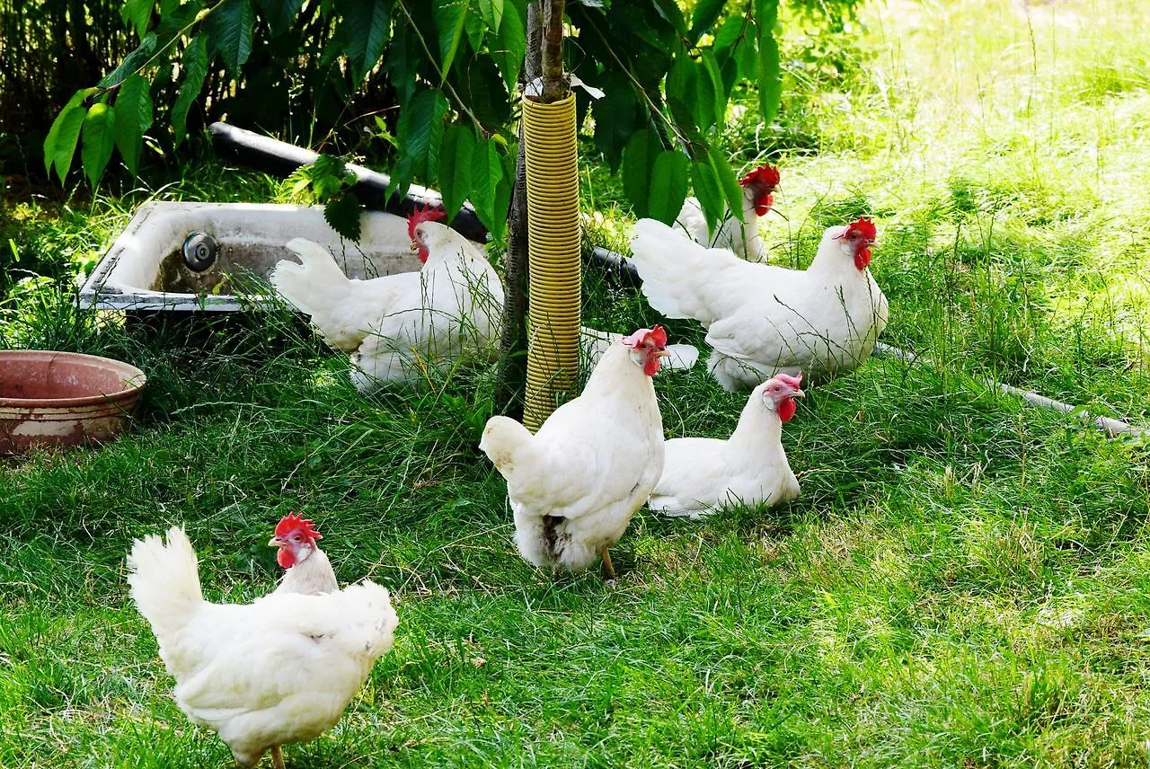 Ferienhof Obertennersreuth Stammbach Farm stay